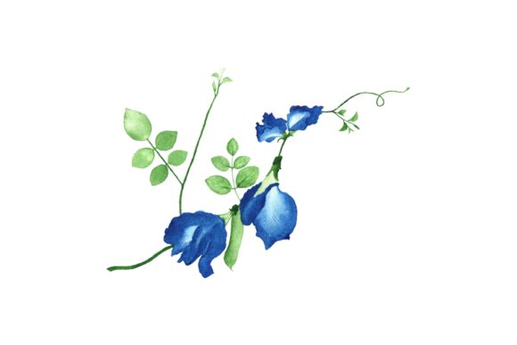 Watercolor Blue Better Fly Pea Flower Illustrations
