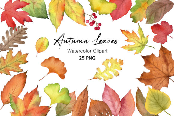 Watercolor Fall Leaves Clipart and Illustrations
