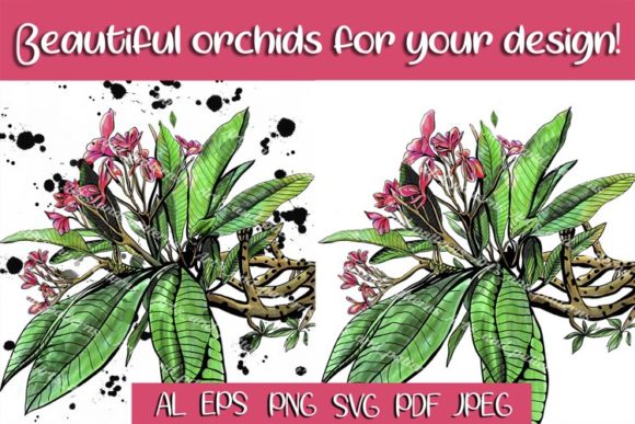 Watercolor Orchid Flowers. Pink Orchid Illustrations