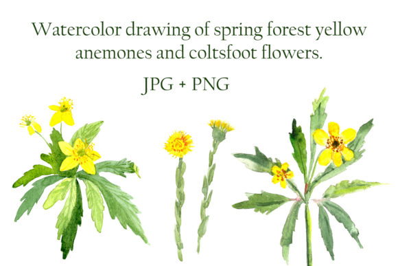 Watercolor Spring Yellow Flowers Illustrations