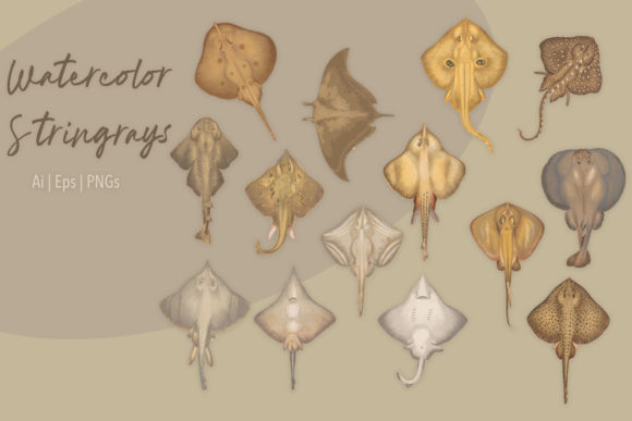 Watercolor Stingrays Ocean Life Set and Illustrations