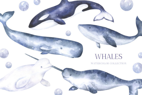 Whales Watercolor Collection Illustrations